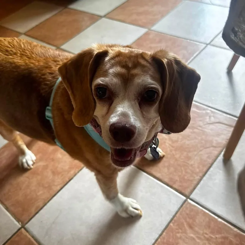 A senior medium-sized female Tricolor (Brown, Black, & White) Beagle dog named Brandy for adoption in Rockville, MD