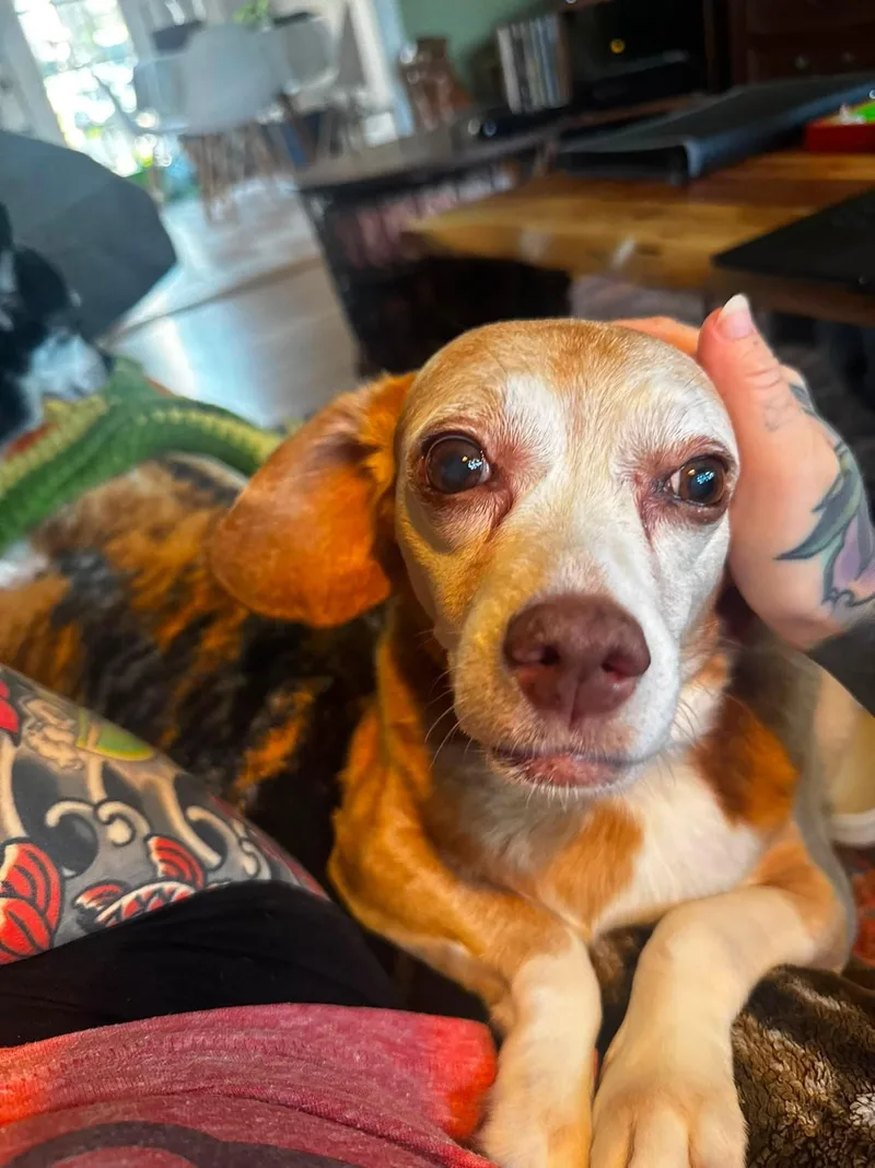 Brandy thumbnail 4
