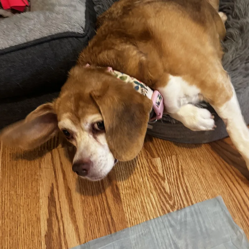 Brandy thumbnail 6