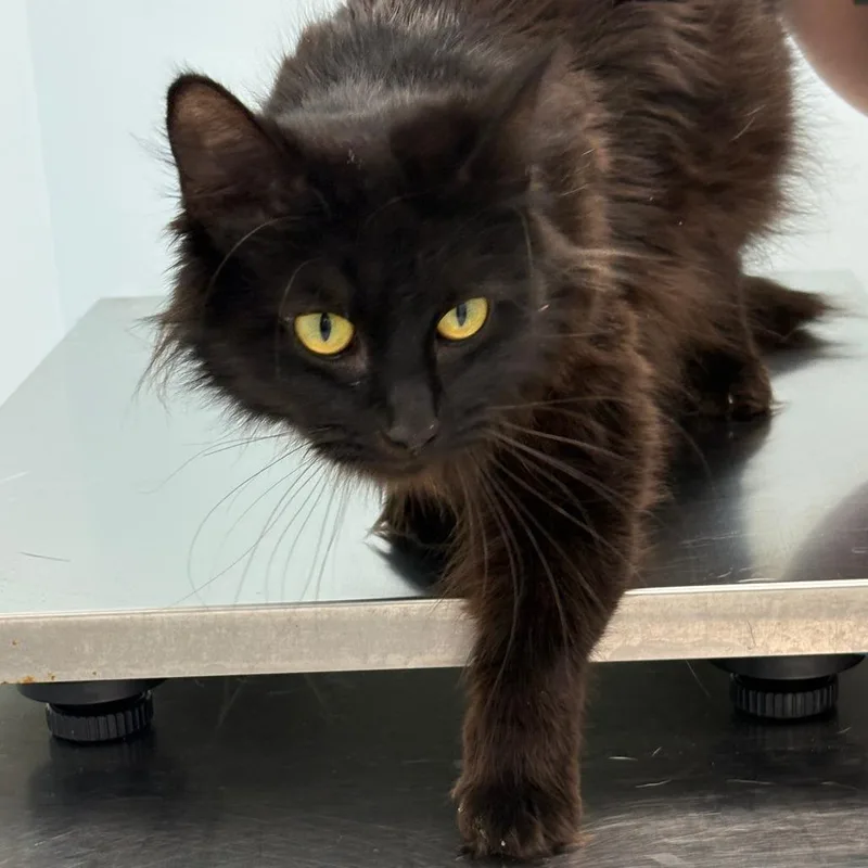 An adult medium-sized female Black Domestic Long Hair cat named Crown for adoption in Fort Smith, AR