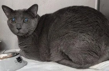 An adult large-sized female Domestic Short Hair cat named Ca Hermione for adoption in Glen Allen, VA