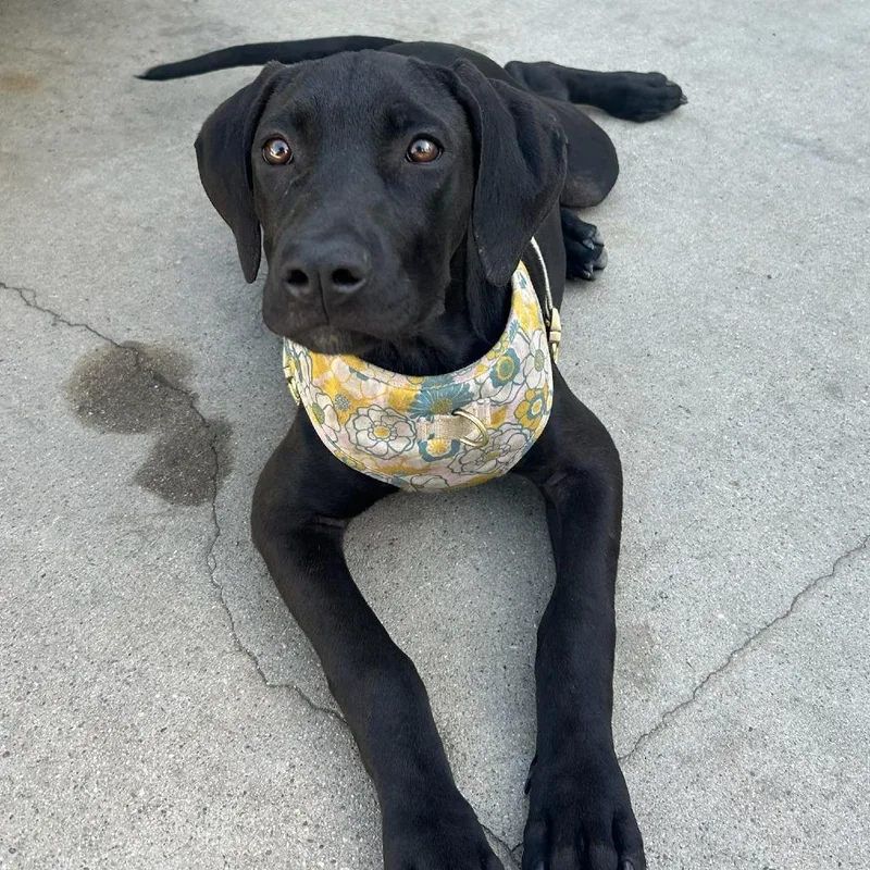 A baby medium-sized female Black Pit Bull Terrier dog named Adeline for adoption in Hawthorne, CA