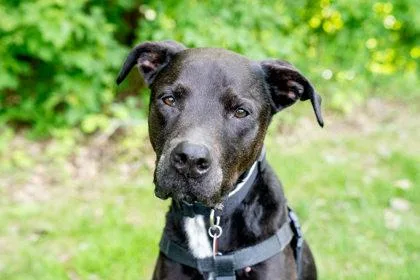 A baby large-sized male Shepherd dog named Kiko for adoption in Woodbury, MN