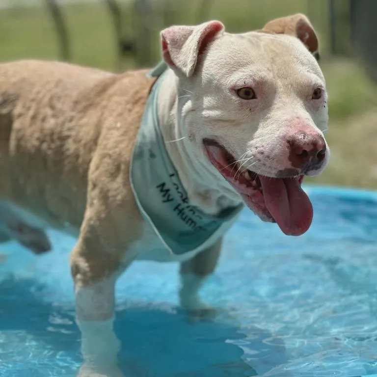 An adult medium-sized male Apricot / Beige Pit Bull Terrier dog named Eddie for adoption in Leesburg, GA