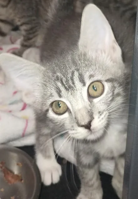 A baby small-sized female Domestic Short Hair cat named Violet for adoption in Sacramento, CA