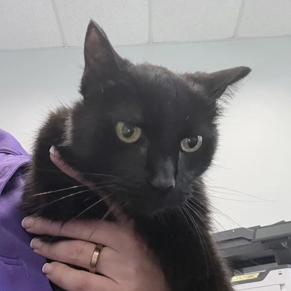 A senior small-sized male Domestic Short Hair cat named Sammy for adoption in Des Moines, IA