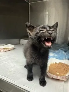 A baby small-sized male Domestic Short Hair cat named Emery for adoption in Miami, FL