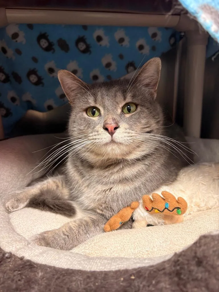 A young medium-sized male Domestic Medium Hair cat named Armor for adoption in Detroit, MI