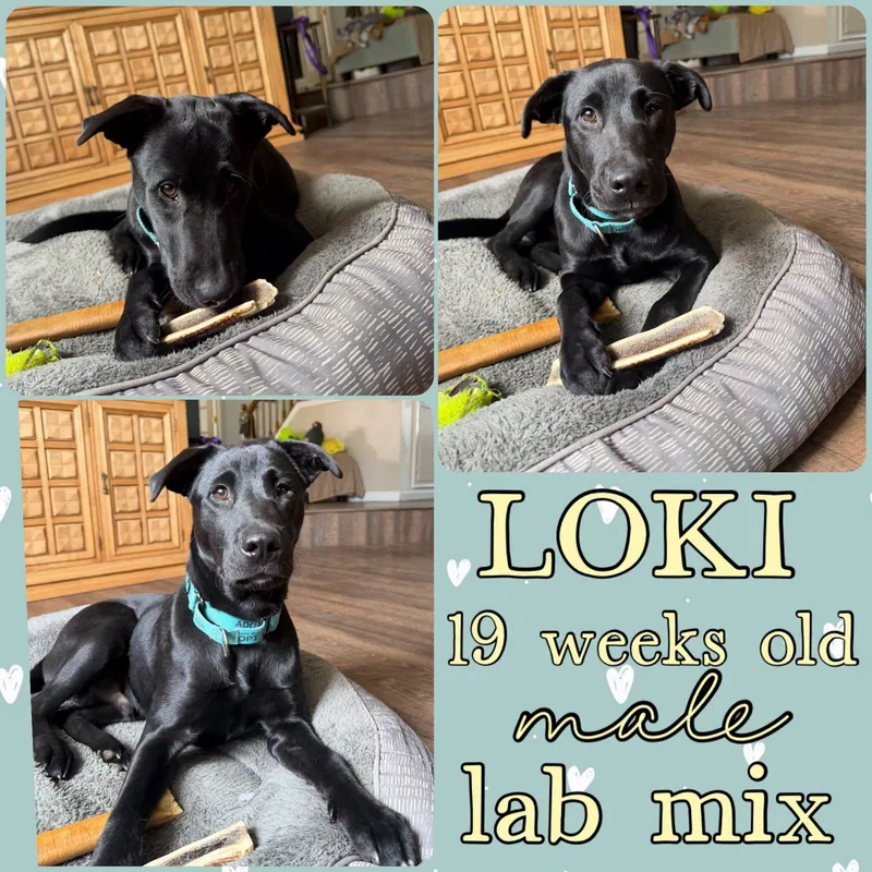 Loki