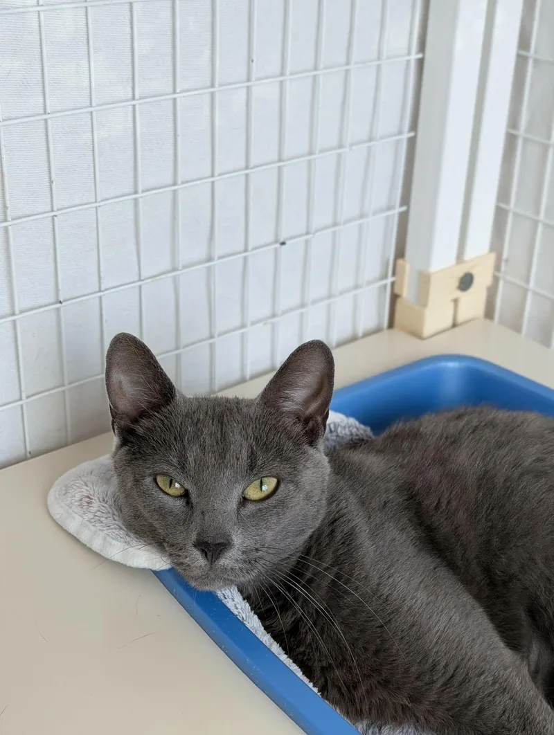 An adult medium-sized female Gray / Blue / Silver Domestic Short Hair cat named Jenny for adoption in Chambersburg, PA