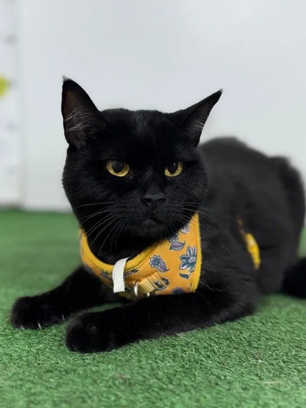 An adult small-sized female Black British Shorthair cat named Portia for adoption in Carlsbad, CA