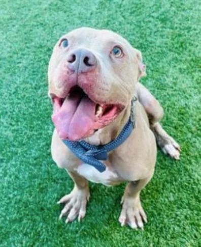 An adult large-sized male Mixed Breed dog named Theodore for adoption in Dallas, TX