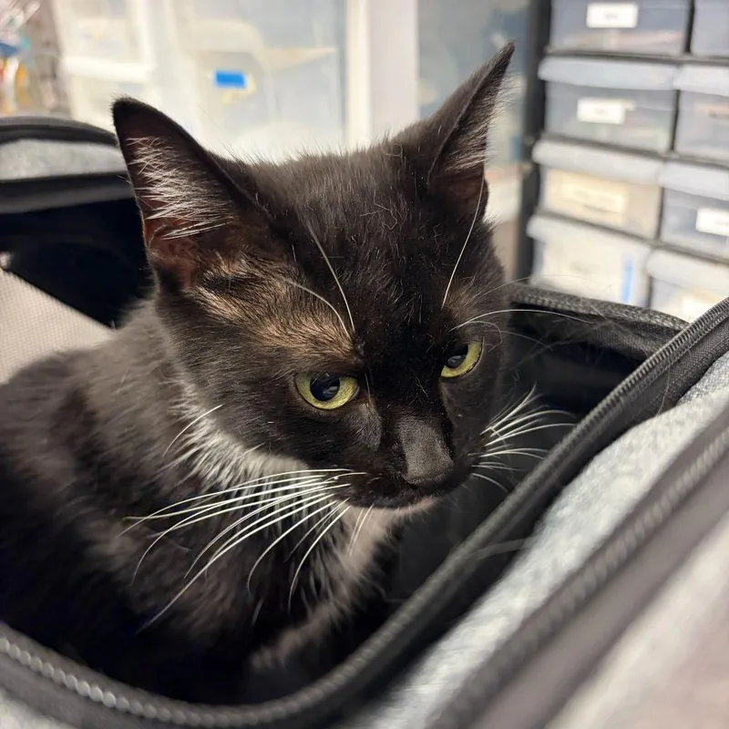 Lara Jean thumbnail 2