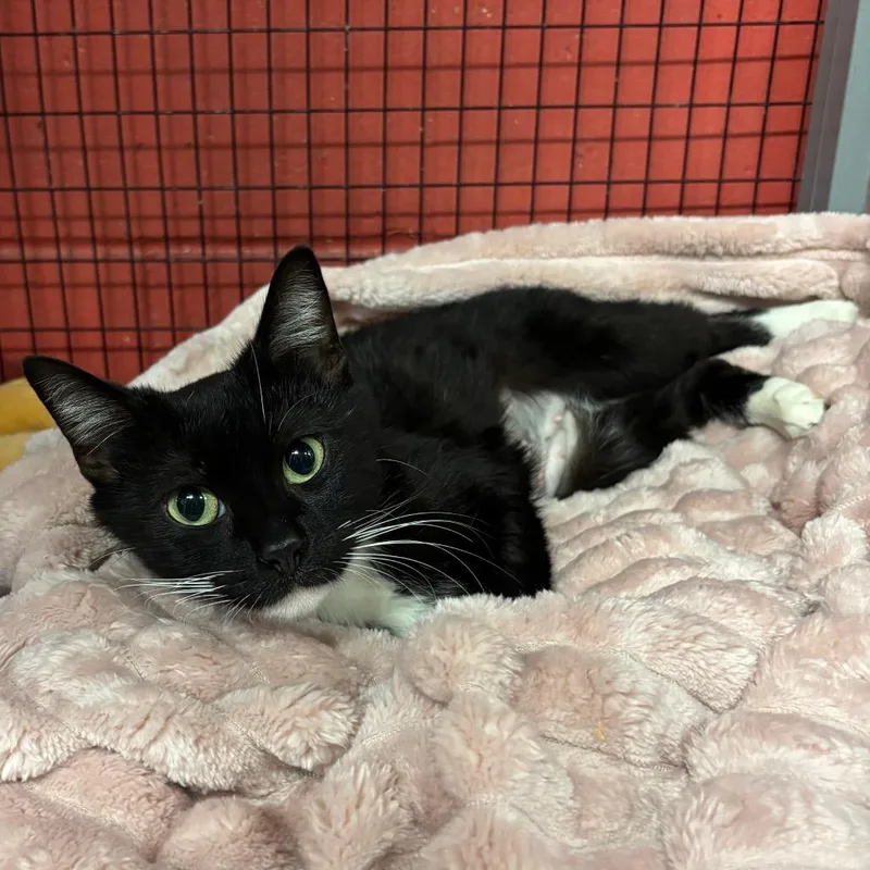 Lara Jean thumbnail 3