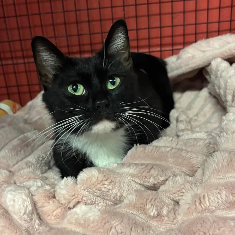 Lara Jean thumbnail 4