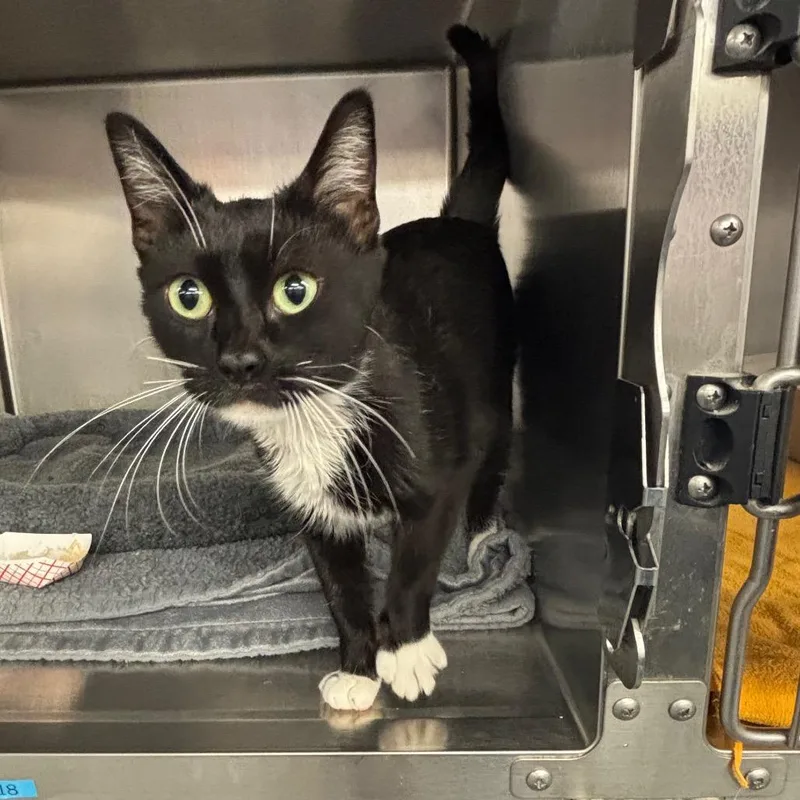 Lara Jean thumbnail 5