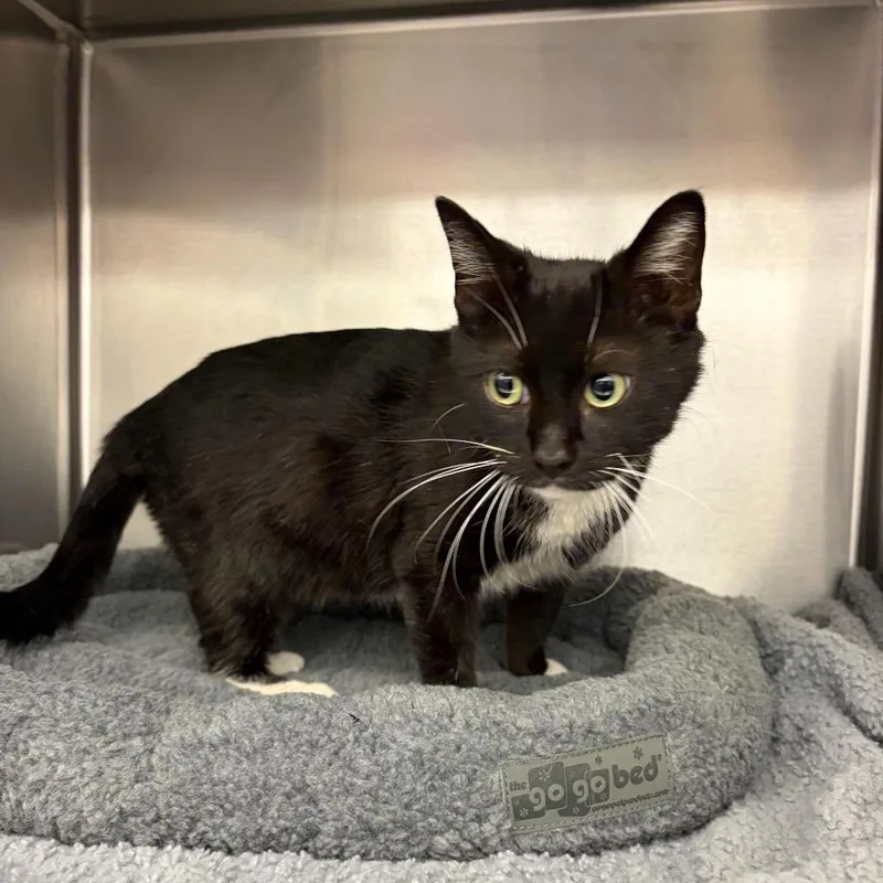 Lara Jean thumbnail 6