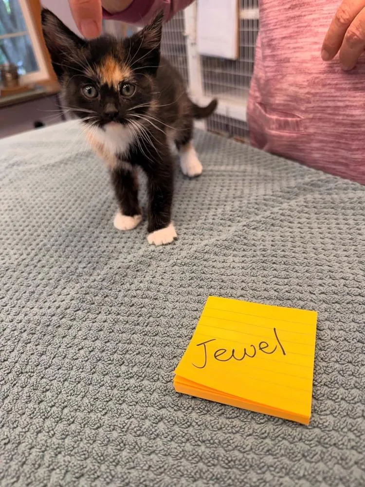 A baby small-sized female Calico cat named Jewel for adoption in Vancouver, WA
