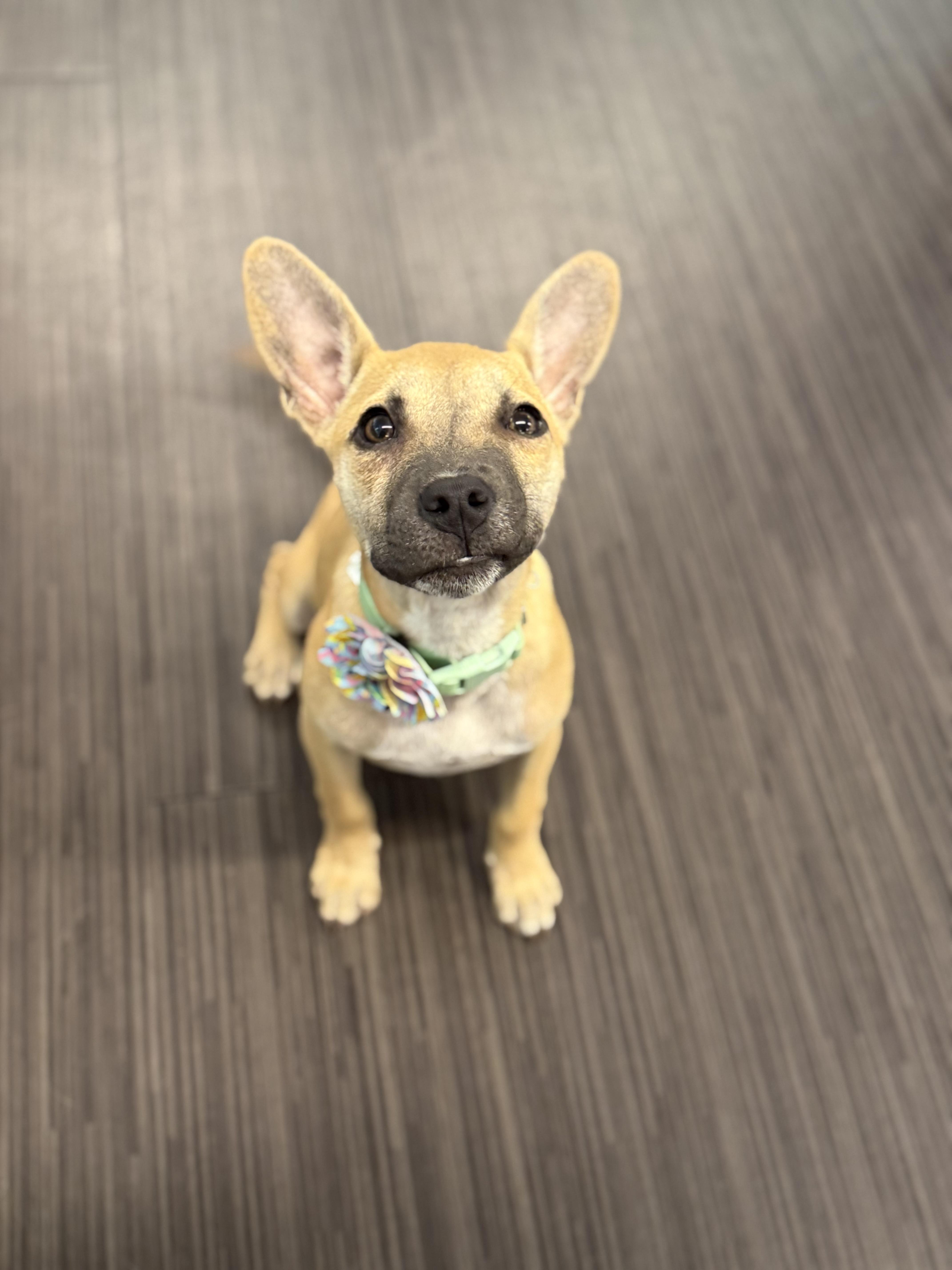 A baby small-sized female Australian Kelpie dog named Boba for adoption in Phoenix, AZ