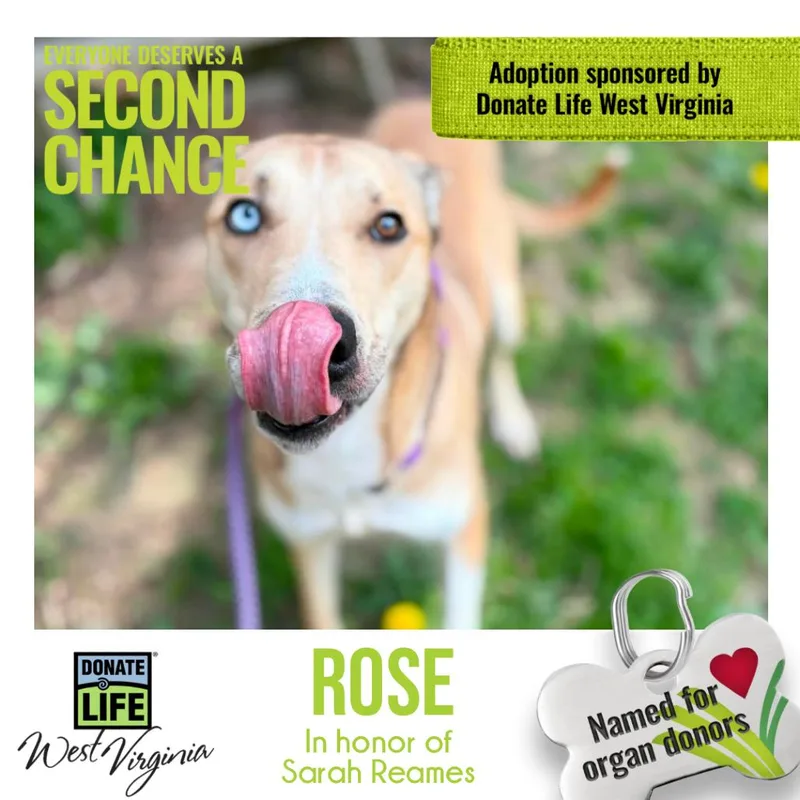 An adult medium-sized female Yellow / Tan / Blond / Fawn Mixed Breed dog named Rose Aka Maggie for adoption in Charleston, WV