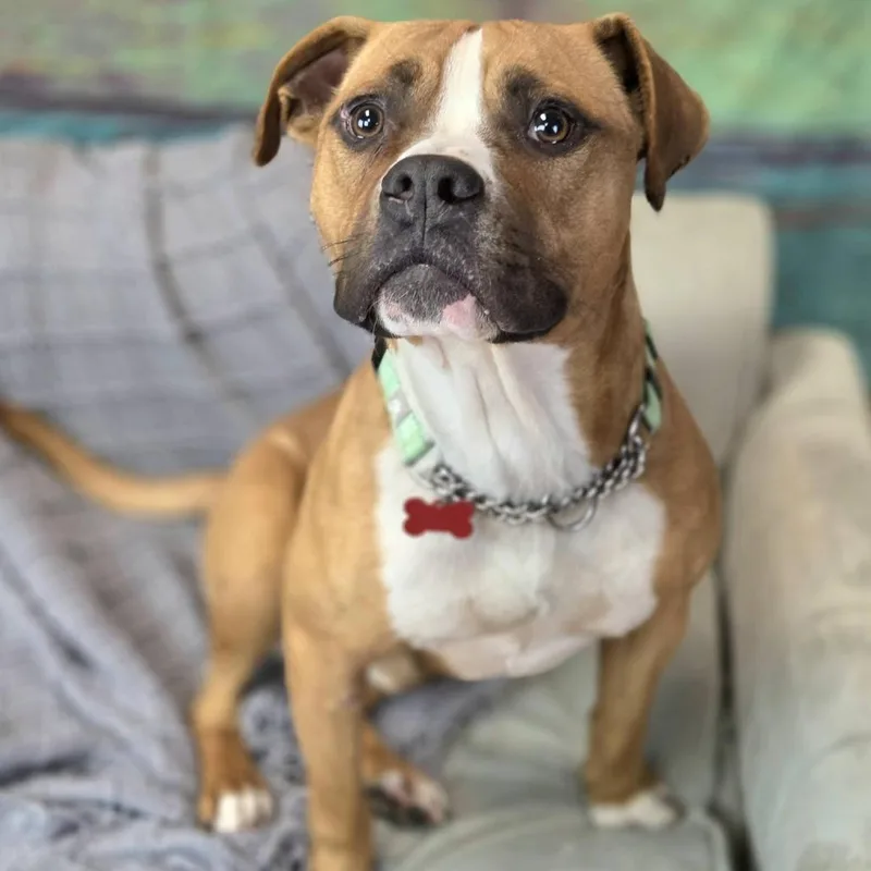 Snowmageddon thumbnail 2