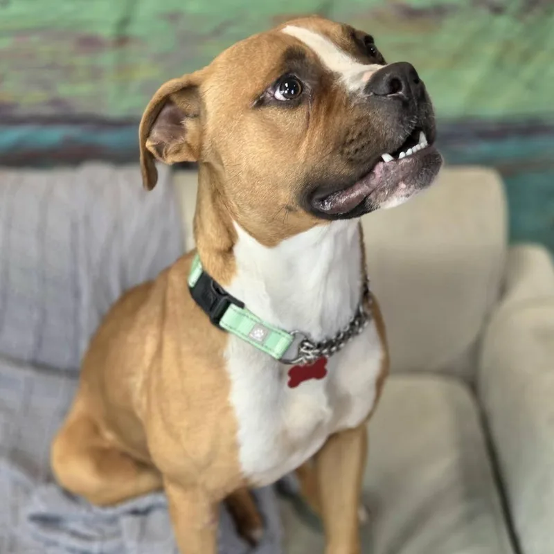 Snowmageddon thumbnail 3