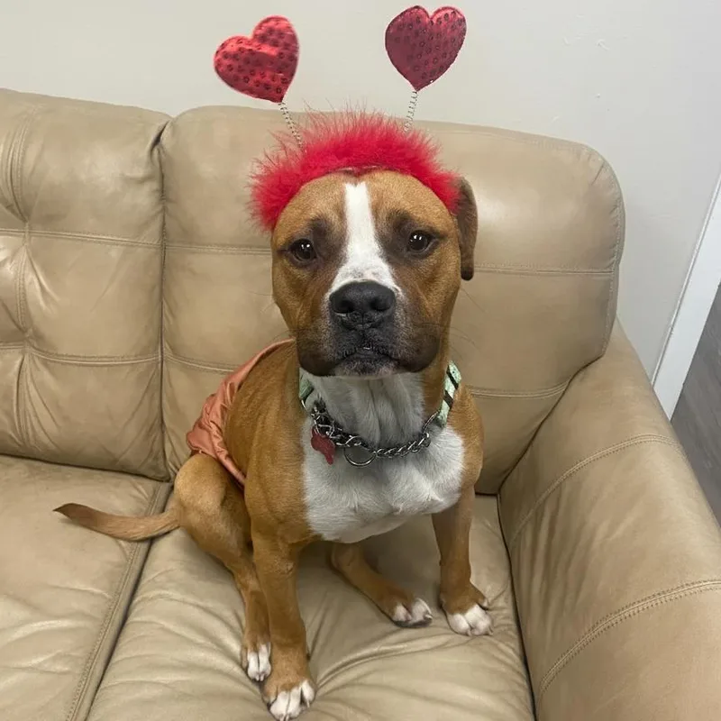 Snowmageddon thumbnail 4