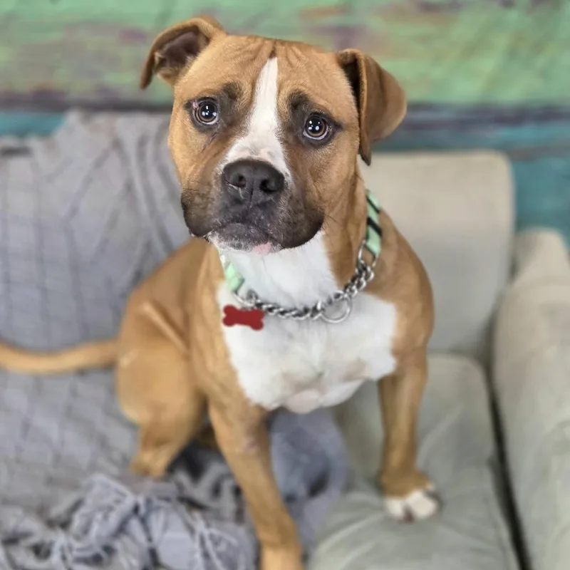 Snowmageddon thumbnail 6