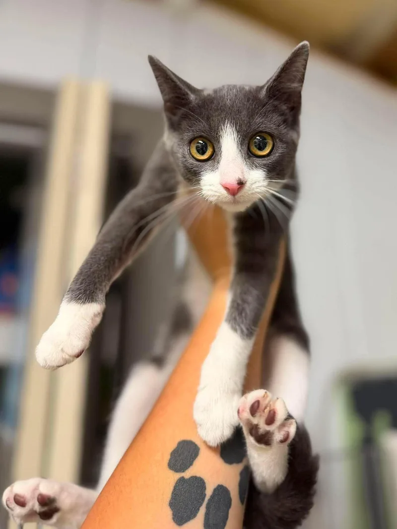 A baby medium-sized female Gray & White Domestic Short Hair cat named Peppers for adoption in Leitchfield, KY