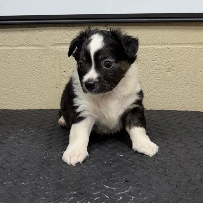 A baby small-sized female Black Chihuahua dog named Makkari for adoption in Madisonville, KY