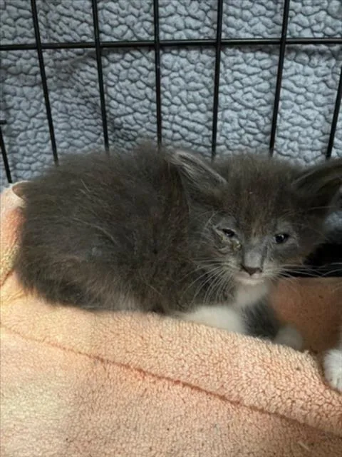 A baby small-sized female Domestic Long Hair cat named Moana for adoption in Tracy, CA