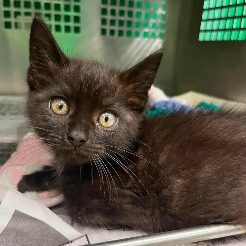 A baby small-sized female Black Domestic Medium Hair cat named Matilda for adoption in Mount Vernon, IN