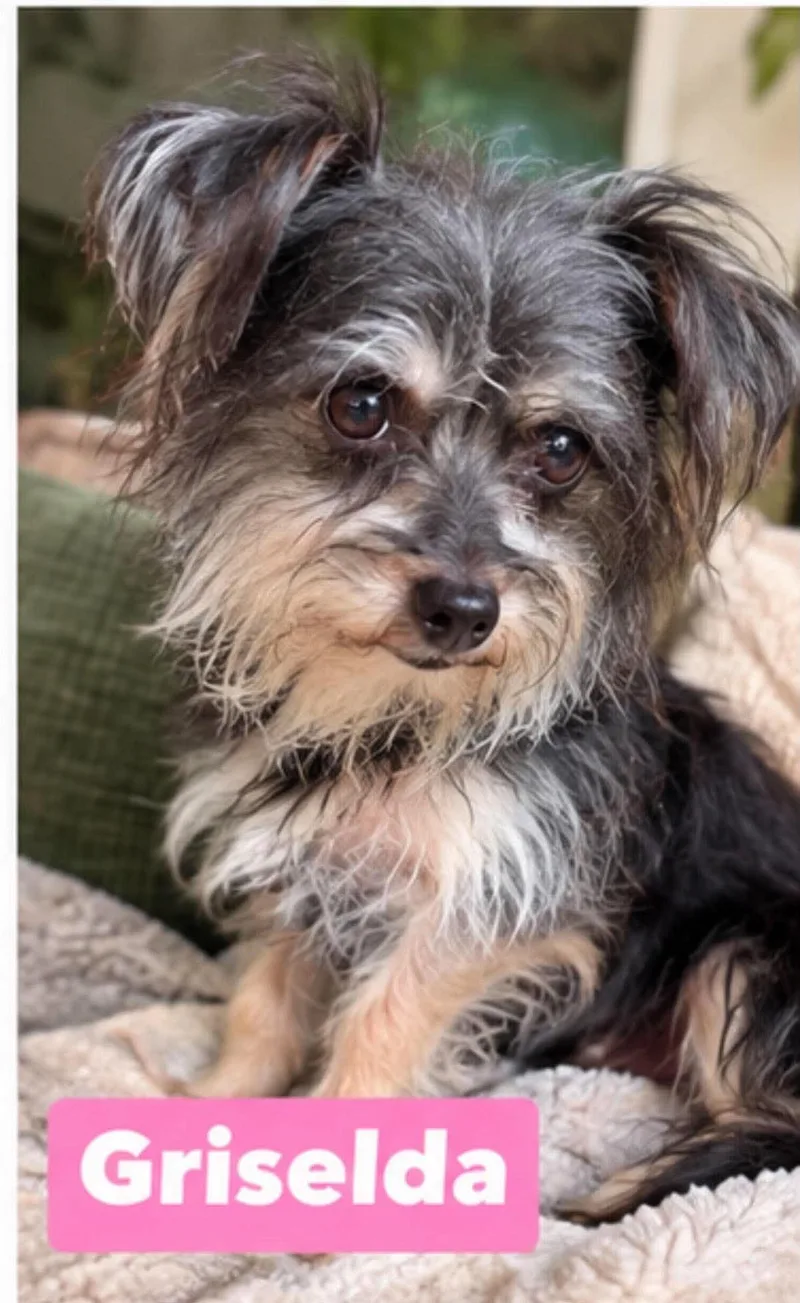 An adult small-sized female Black Yorkshire Terrier dog named Griselda for adoption in Semmes, AL