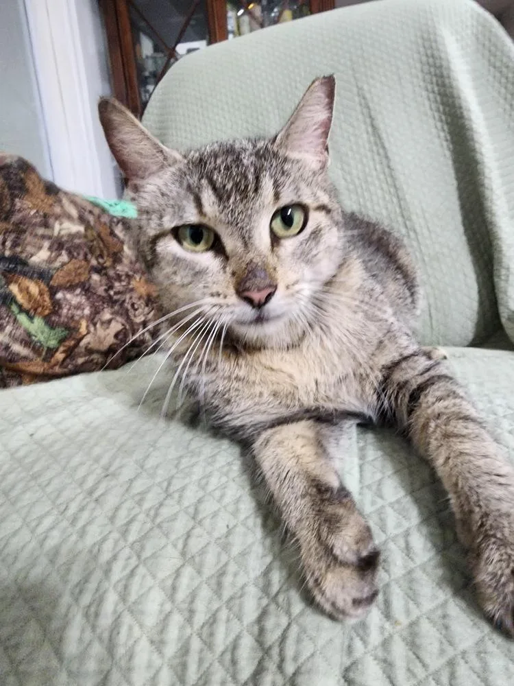 An adult small-sized female Gray / Blue / Silver Domestic Short Hair cat named Daisy for adoption in Hudson, NH