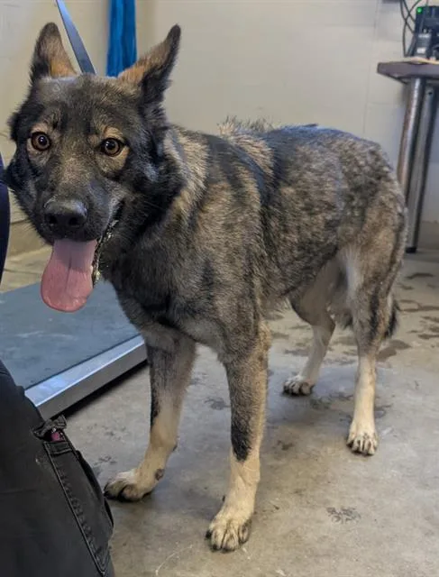 A young large-sized female German Shepherd Dog dog named Lakota for adoption in Camarillo, CA