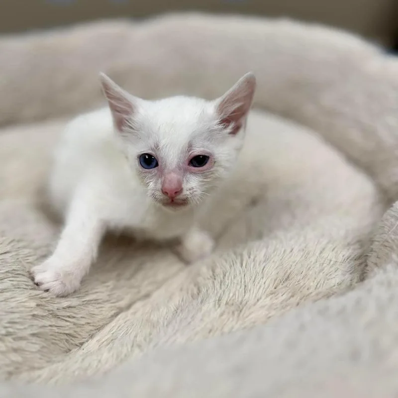 A baby small-sized male White Domestic Short Hair cat named Cotton In Manchester  for adoption in Alexandria, VA