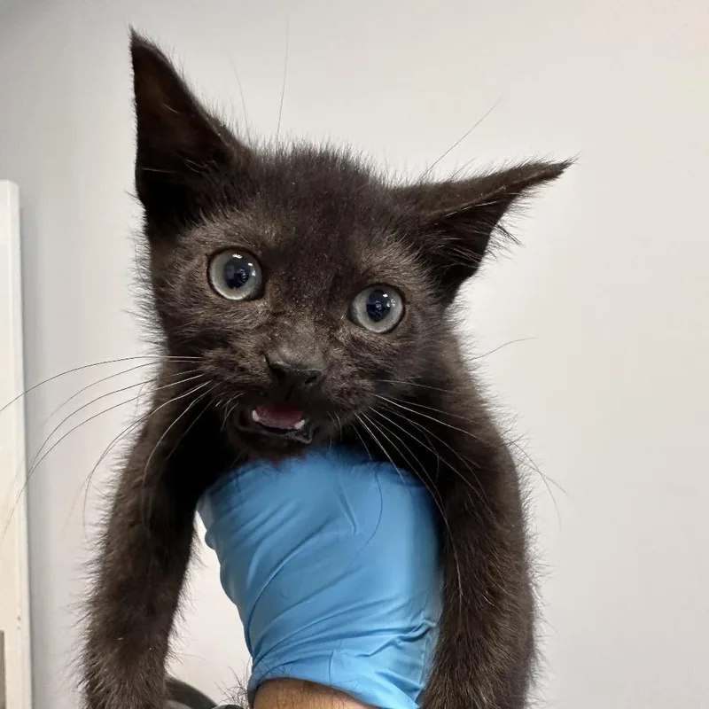 A baby small-sized male Black Domestic Short Hair cat named Harry for adoption in West Palm Beach, FL