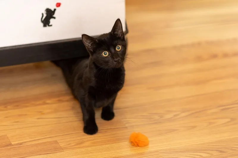 A young medium-sized female Black Domestic Short Hair cat named Cinder for adoption in Spencer, MA