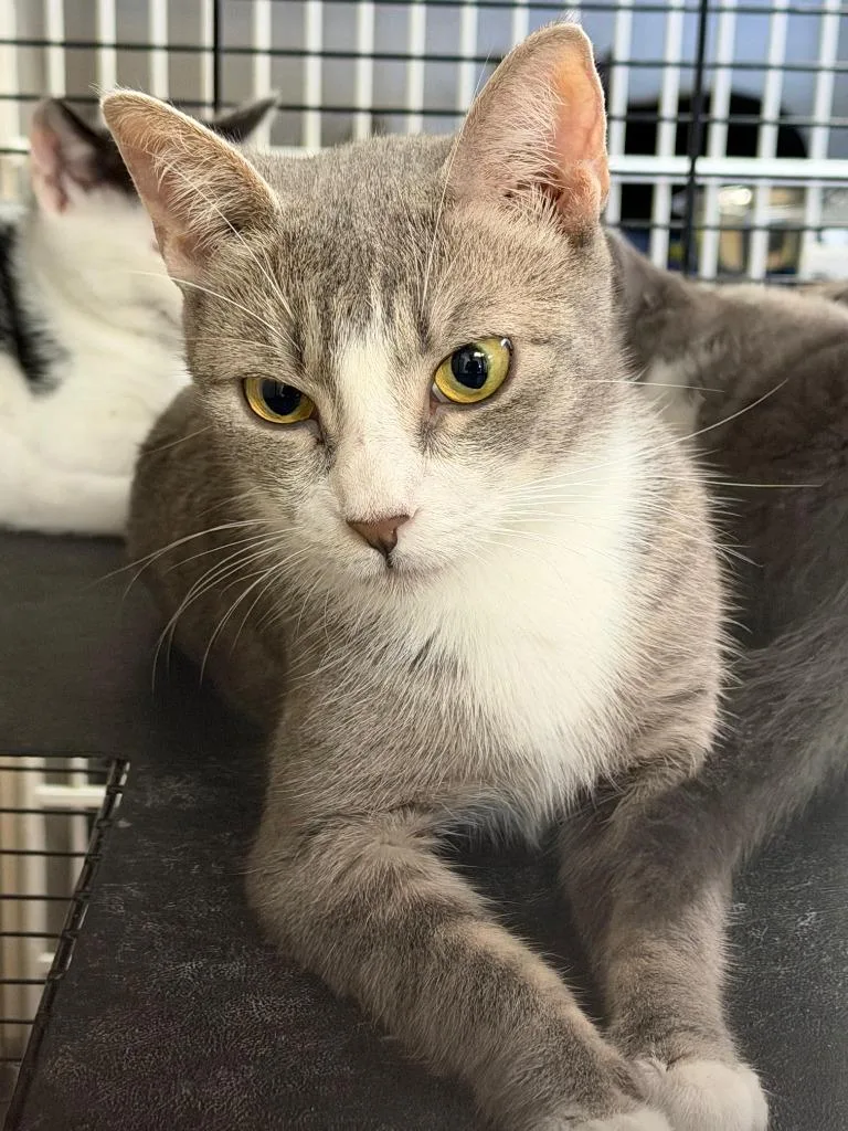 A young medium-sized female Domestic Short Hair cat named Pipsqueek for adoption in Midland, TX