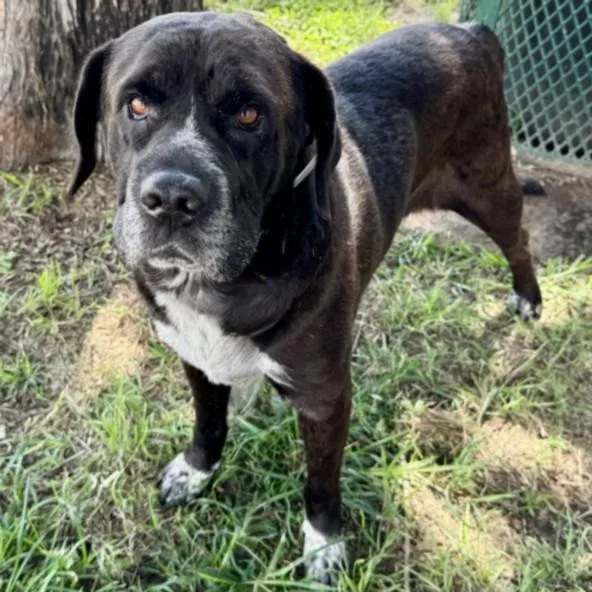 An adult large-sized male Staffordshire Bull Terrier dog named Milo for adoption in Houston, TX