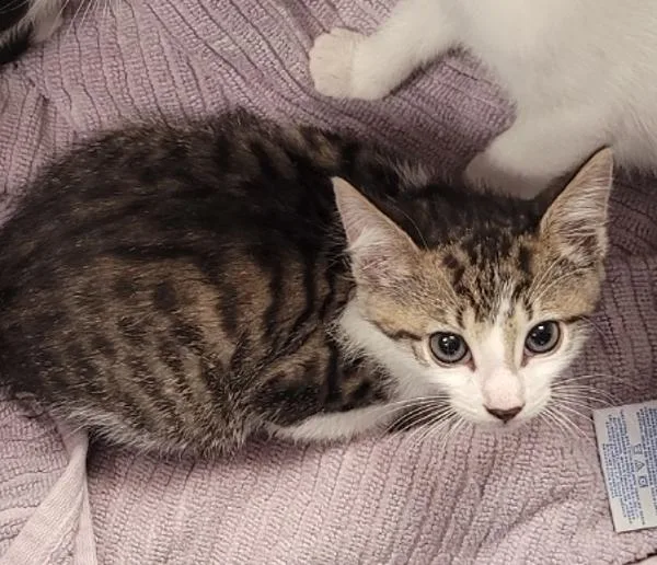 A baby small-sized male Domestic Short Hair cat named Heracles for adoption in Millersville, MD