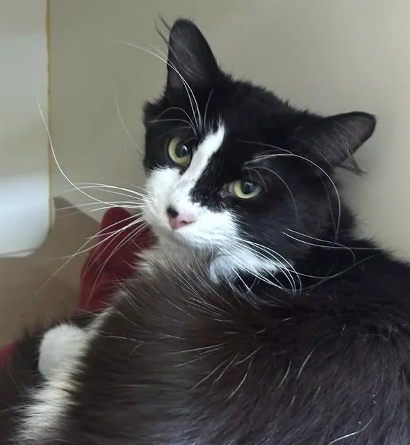 A young medium-sized male Domestic Long Hair cat named Patch for adoption in Dedham, MA