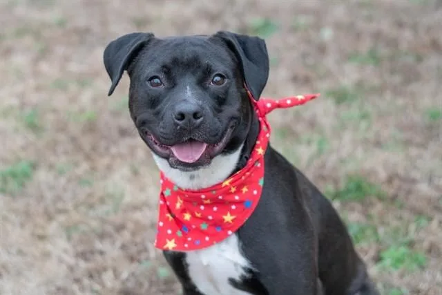 A young medium-sized male Boxer dog named Delsin for adoption in York, SC