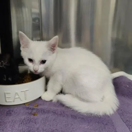 A baby small-sized male Domestic Short Hair cat named Lotso for adoption in Voorhees, NJ