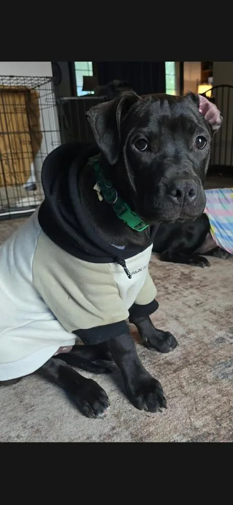 A baby large-sized male Black Pit Bull Terrier dog named John for adoption in TULSA, OK