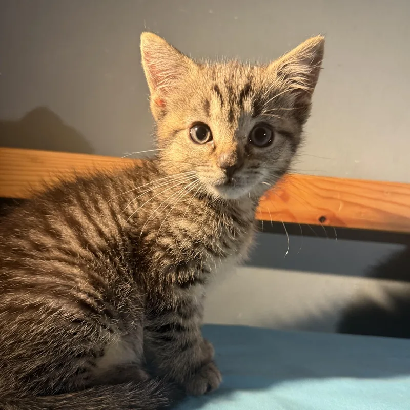 A baby medium-sized male Brown / Chocolate Domestic Short Hair cat named Forrest for adoption in Moriches, NY