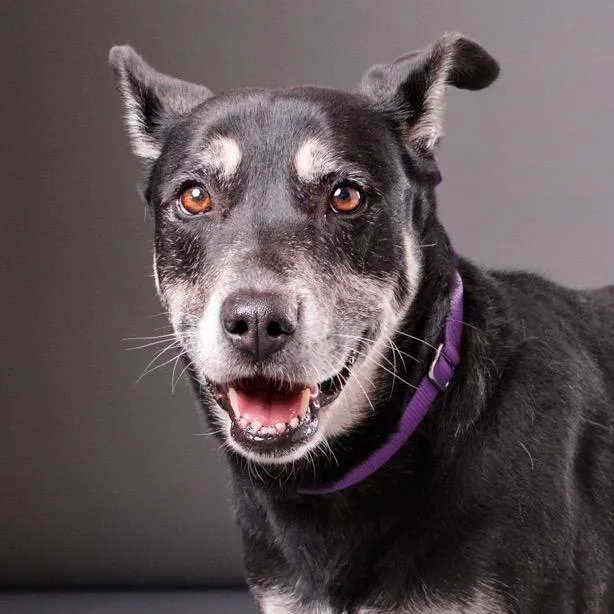 A senior medium-sized female Black Shepherd dog named Moana for adoption in Palm Springs, CA