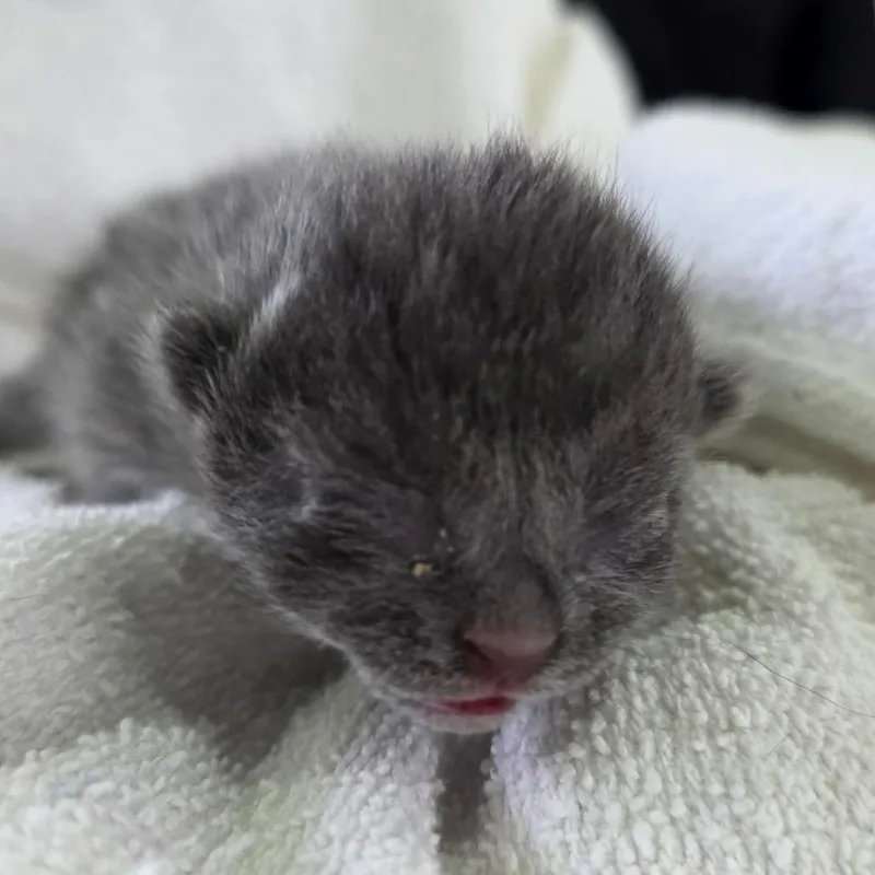 A baby small-sized male Gray / Blue / Silver Domestic Short Hair cat named Orion for adoption in Chapel Hill, NC