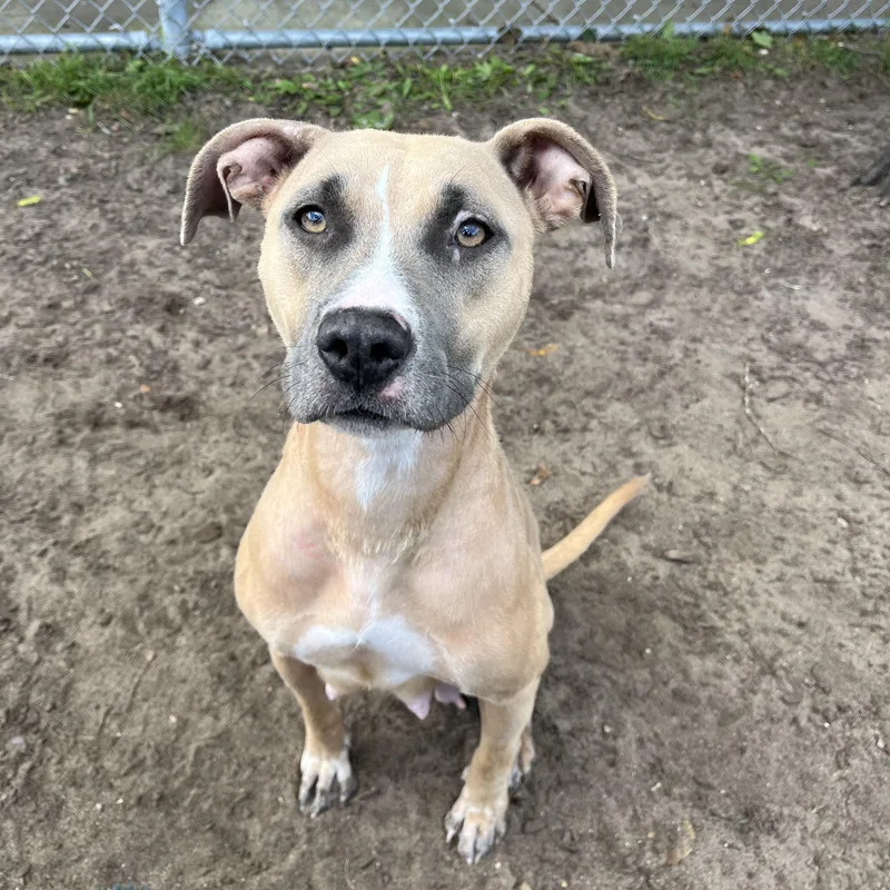 A young medium-sized female Yellow Labrador Retriever dog named Wendy for adoption in Mount Pleasant, MI