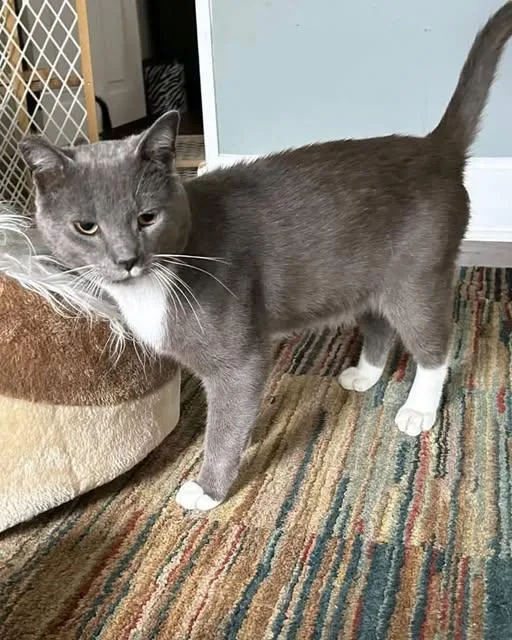An adult medium-sized male Gray & White Domestic Short Hair cat named Eugene for adoption in Reading, PA
